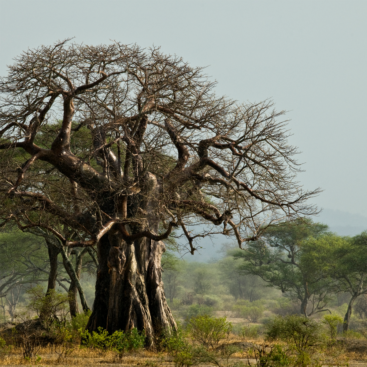 Baobab Pulver Bio (1000g)