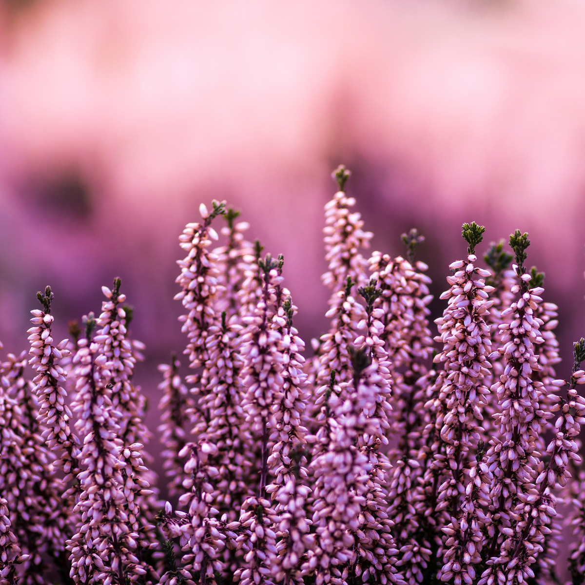 Erikablüten ganz Bio (100g)
