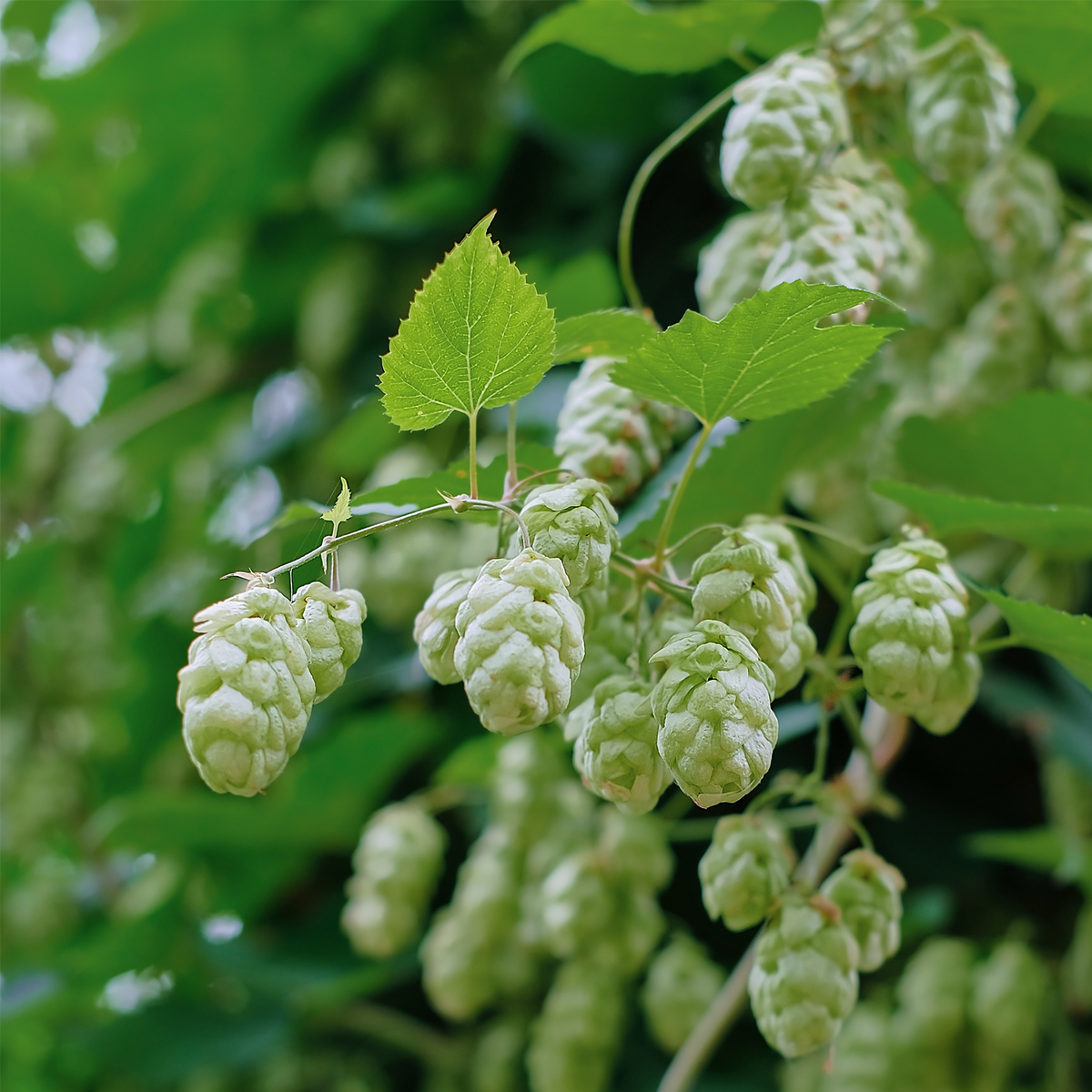 Hopfenzapfen ganz (100g)