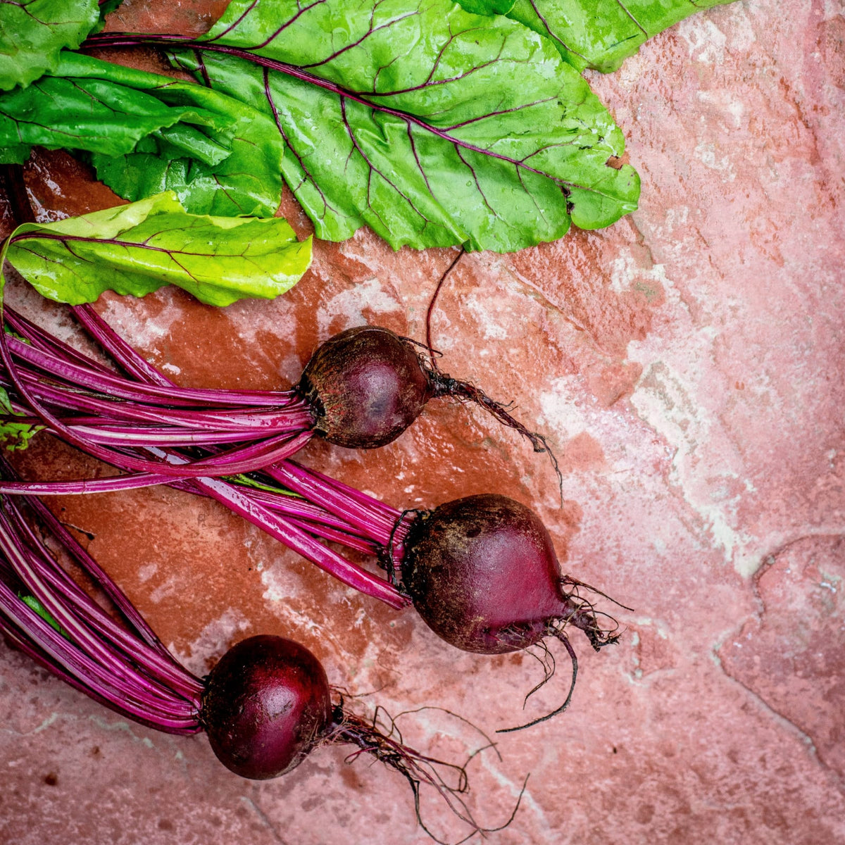 Rote Beete gemahlen (1000g)