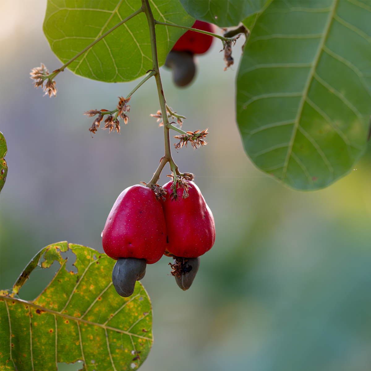 Cashewkerne ganz (500g)