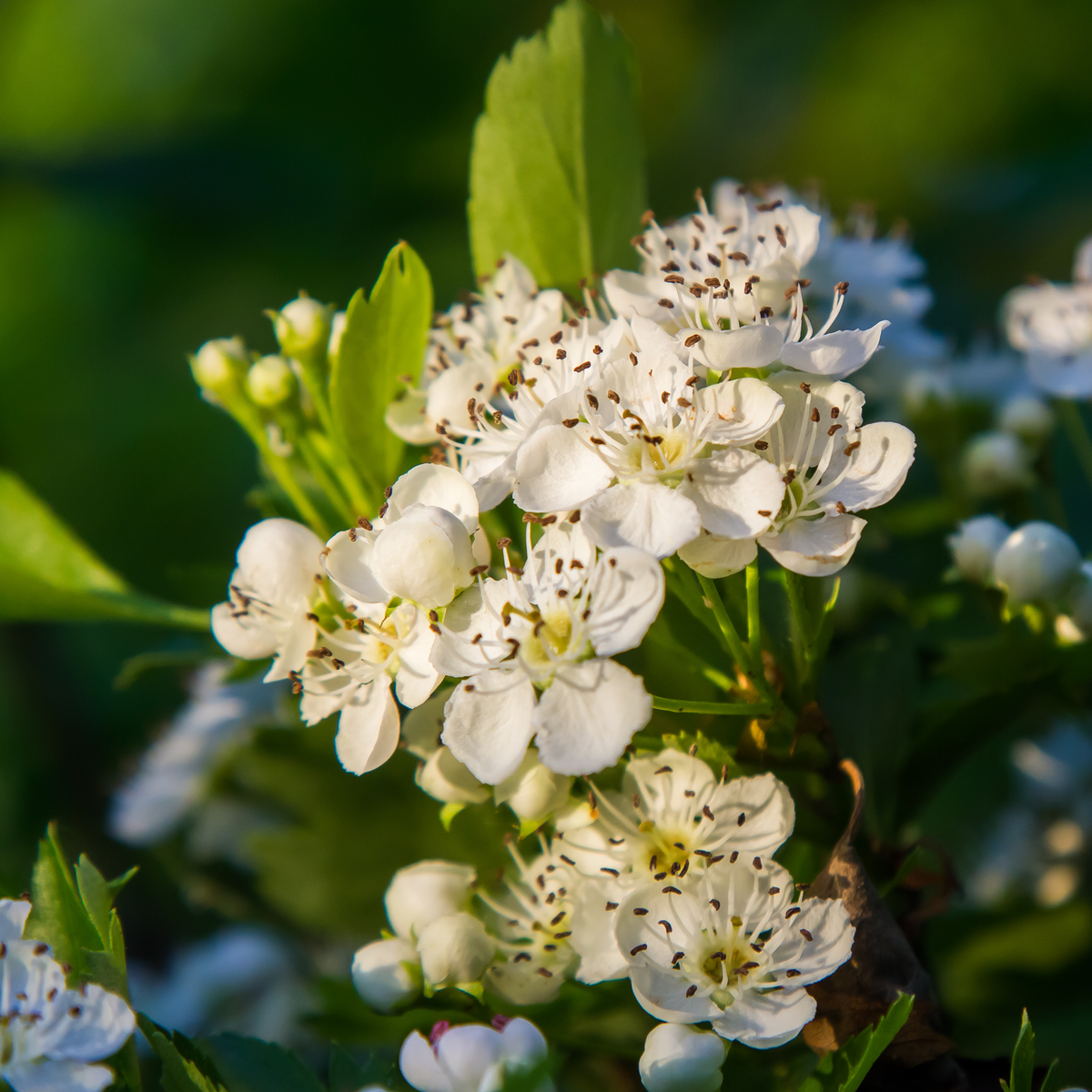 Weißdornblätter mit Blüten geschnitten Bio (250g)